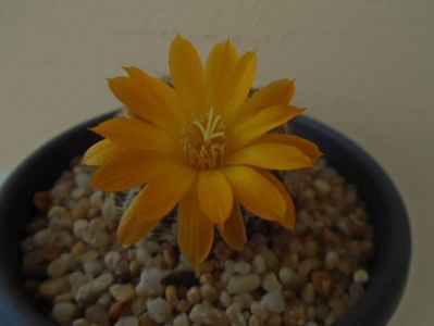 Rebutia arenacea