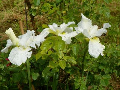 iris sibirica Swan in Flight