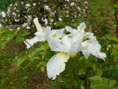 iris sibirica Swan in Flight