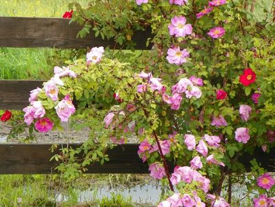 Marguerite Hilling si Scharlachglut