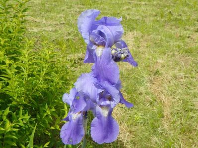 iris pallida