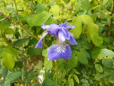 iris sibirica