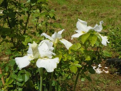 iris sibirica Swan in Flight