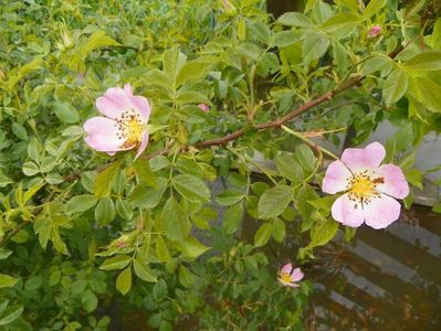 rosa canina