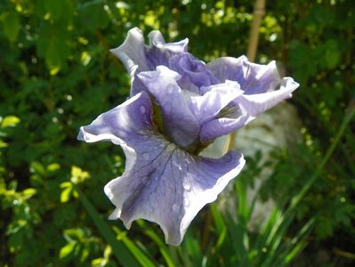 iris sibirica Dawn Waltz