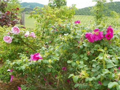 rugosa rubra si Sarah van Fleet