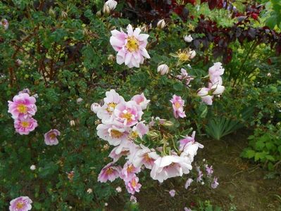 Burnet Irish Marbled