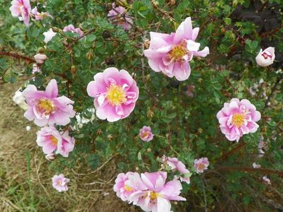 Burnet Irish Marbled