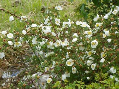 spinosissima Repens