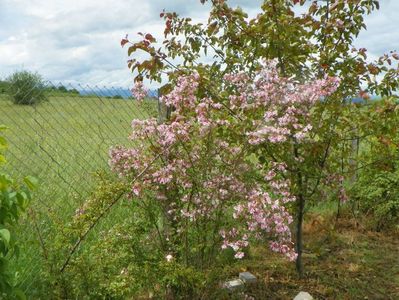 Kolkwitzia amabilis Pink Cloud