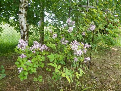 syringa Palibin
