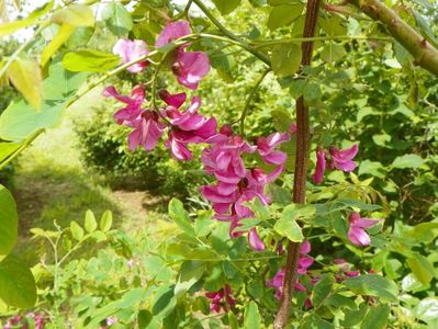 robinia Casque Rouge