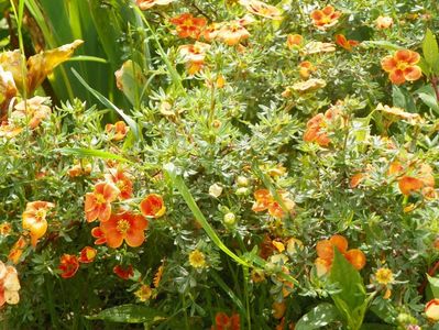 potentilla Mango Tango