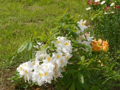 azalea Schneegold si Csardas