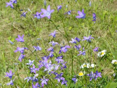 campanula
