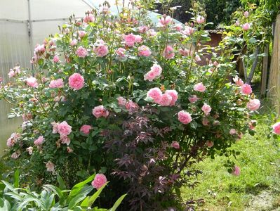 Cottage rose