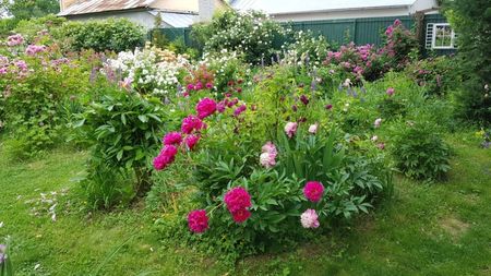 Victoire de la marne si Bowl Beauty Anthesis