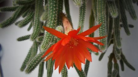 Chamaecereus sylvestrii