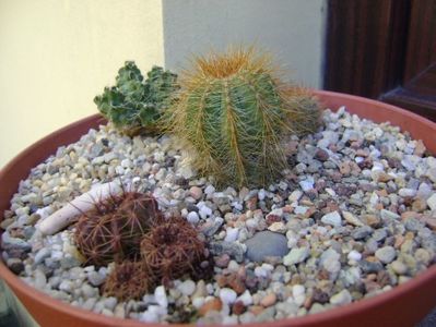 Grup de 4 cactusi; Lobivia cinnabarina
Notocactus schlosseri
Notocactus magnificus
Puna subterranea f. incahuasi (Maihueniopsis subterranea)
