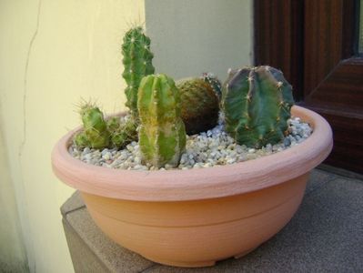 Grup de 6 Echinocereus; Echino. carmenensis (viridiflorus ssp. correllii
Echino. stramineus (Strawberry Cactus sau Pitaya)
Echino. subinermis
Echino. fitchii
Echino. viereckii v. morricalii
Echino. blankii
