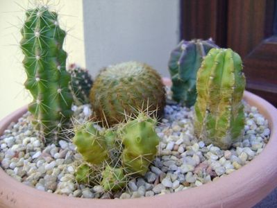 Grup de 6 Echinocereus; Echino. carmenensis (viridiflorus ssp. correllii)
Echino. stramineus (Strawberry Cactus sau Pitaya)
Echino. subinermis
Echino. fitchii
Echino. viereckii v. morricalii
Echino. blankii
