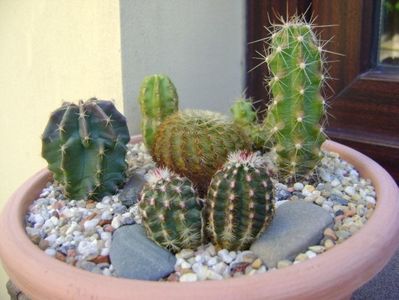 Echinocereus fitchii