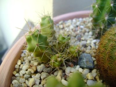 Echinocereus blankii