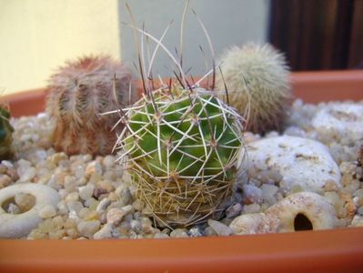 Echinocereus fendleri v. rectispinus