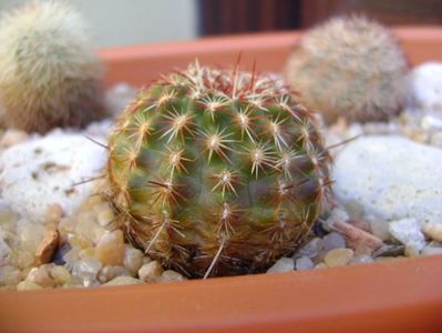 Echinocereus viridiflorus