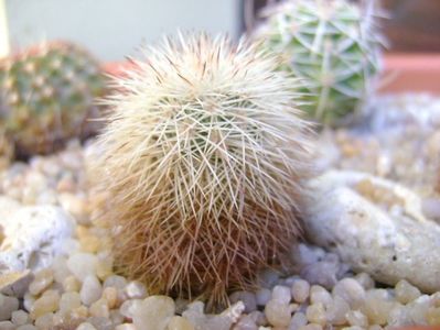 Echinocereus fitchii