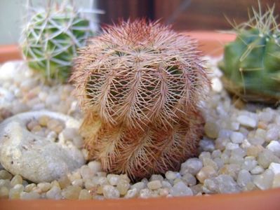 Echinocereus perbellus