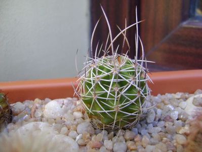 Echinocereus fendleri v. rectispinus