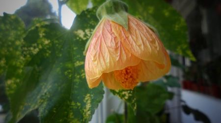 "Pictum"