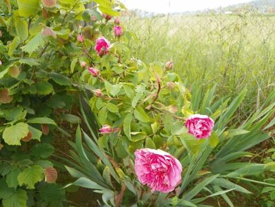 Gertrude Jekyll