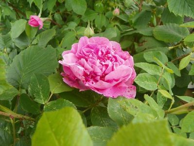 Gertrude Jekyll