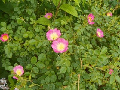 rosa rubiginosa