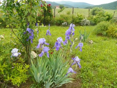 iris germanica Pallida