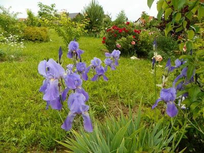 iris germanica Pallida