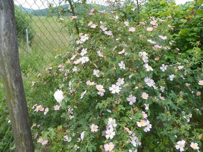 rosa canina