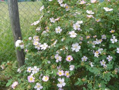 rosa canina