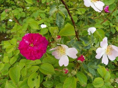 Himmelsauge si rosa canina