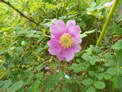 rosa californica