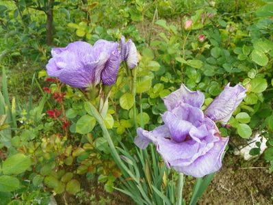 iris sibirica Imperial Opal