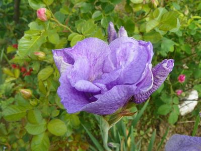 iris sibirica Imperial Opal