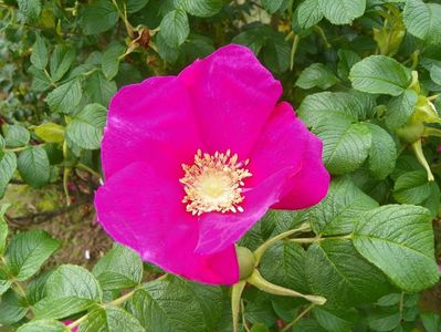 rosa rugosa Rubra