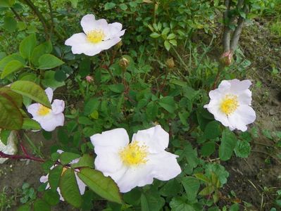 rosa sancta