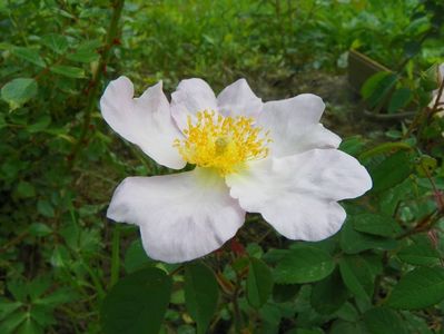 rosa sancta