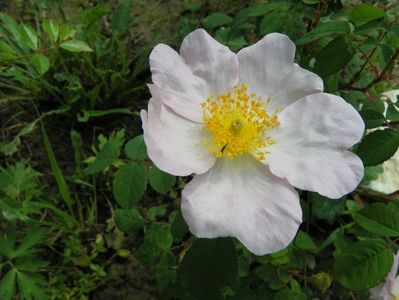 rosa sancta