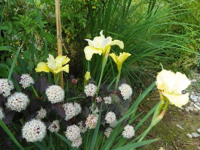 iris sibirica Summer Revels