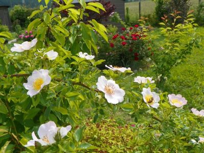 rosa canina